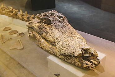 Wadi al Hitan, Faiyum, Egypt. February 20, 2022. Fossil crocodile skull in the museum at Wadi el-Hitan paleontological site.