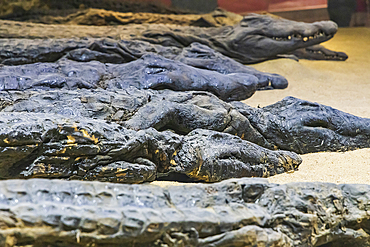 Kom Ombo, Aswan, Egypt. February 25, 2022. Mummified crocodiles in a museum at Kom Ombo.