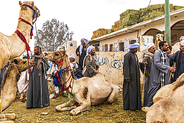 Birqash, Cairo, Egypt. February 18, 2022. Men and camels at the Birqash Camel Market outside Cairo.