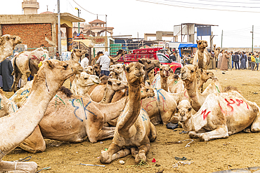 Birqash, Cairo, Egypt. February 18, 2022. Camels for sale at the Birqash Camel Market outside Cairo.