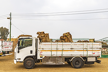 Birqash, Cairo, Egypt. February 18, 2022. Camels in a truck at the Birqash Camel Market outside Cairo.