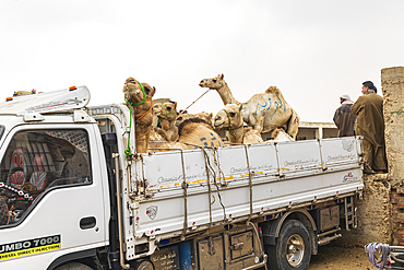 Birqash, Cairo, Egypt. February 18, 2022. Camels in a truck at the Birqash Camel Market outside Cairo.