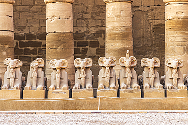 Karnak, Luxor, Egypt. Avenue of the Rams Headed Sphinxes at the Karnak Temple complex in Luxor.