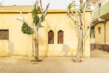 Faiyum, Egypt. Trees in the sidewalk in the village of Faiyum.