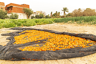 Faiyum, Egypt. Marigold flowers being harvested in Faiyum.