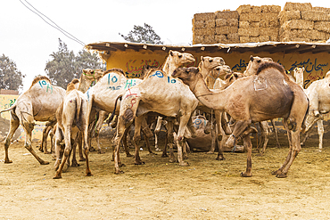 Birqash, Cairo, Egypt. Camels for sale at the Birqash Camel Market outside Cairo.