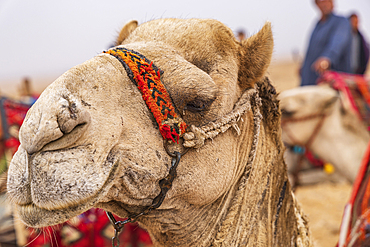 Giza, Cairo, Egypt. Camel with a decorative halter in Giza, Cairo.