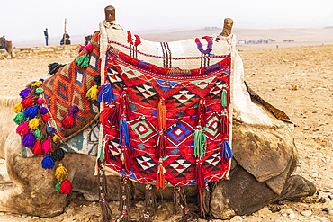 Giza, Cairo, Egypt. Camel with a tassled decorative blanket in Giza, Cairo.