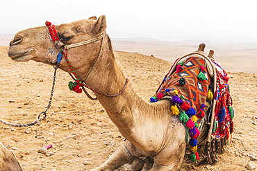 Giza, Cairo, Egypt. Camel with decorative blanket and halter in Giza, Cairo.