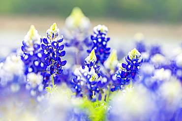 Spicewood, Texas, USA. Bluebonnet wildflowers in the Texas hill country.