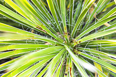 Llano, Texas, USA. Yucca plant in the Texas hill country.