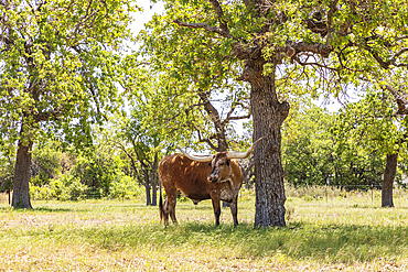 Marble Falls, Texas, USA. Longhorn cattle in the Texas hill country.