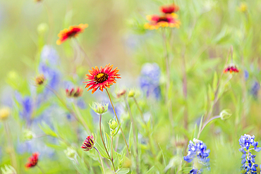 Llano, Texas, USA. Indian Blanket and Bluebonnet wildflowers in the Texas hill country.