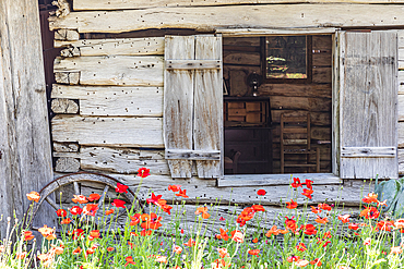 Castroville, Texas, USA. April 12, 2021. Poppies and historic buildings in the Texas hill country.