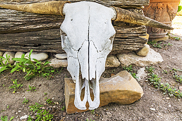 Castroville, Texas, USA. Cow skull leaning against historic building in the Texas hill country.