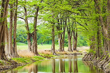 Waring, Texas, USA. Trees along the Guadalupe River in the Texas hill country.