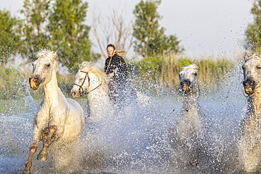 Saintes-Maries-de-la-Mer, Bouches-du-Rhone, Provence-Alpes-Cote d'Azur, France. July 3, 2022. Woman rider driving horses through the marshes in the Camargue.