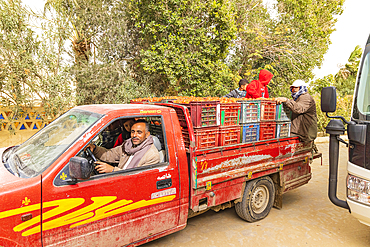 Faiyum, Egypt. February 19, 2022. Men delivering fresh tomatoes in Faiyum.