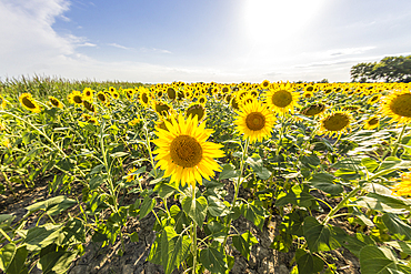 Camargue Nord, Arles, Bouches-du-Rhone, Provence-Alpes-Cote d'Azur, France. Field of sunflowers in Provence.