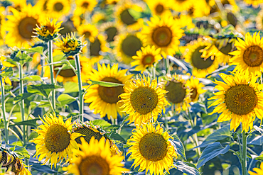 Camargue Nord, Arles, Bouches-du-Rhone, Provence-Alpes-Cote d'Azur, France. Field of sunflowers in Provence.