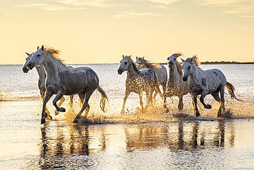 Saintes-Maries-de-la-Mer, Bouches-du-Rhone, Provence-Alpes-Cote d'Azur, France. Camargue horses running through water at sunrise.