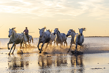 Saintes-Maries-de-la-Mer, Bouches-du-Rhone, Provence-Alpes-Cote d'Azur, France. Camargue horses running through water at sunrise.