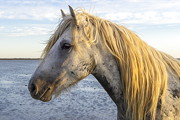 Saintes-Maries-de-la-Mer, Bouches-du-Rhone, Provence-Alpes-Cote d'Azur, France. Camargue horse in the water in morning light.