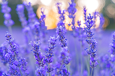 Saint-Christol, Vaucluse, Provence-Alpes-Cote d'Azur, France. Close up of lavendar growing in the south of France.