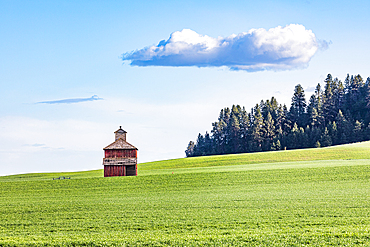 Pullman, Washington, USA. May 22, 2021. A red weathered farm building in a wheat field in the Palouse hills. Editorial Use Only