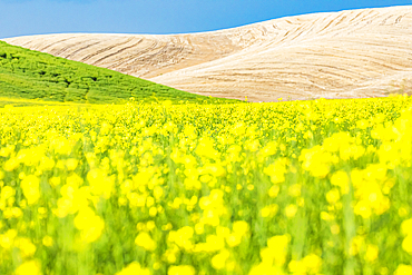 Lacrosse, Washington, USA. Blooming canola field in the Palouse hills.