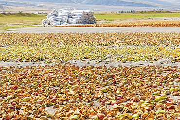 Momandiyon, Khatlon Province, Tajikistan. Sliced pears drying in the sun.