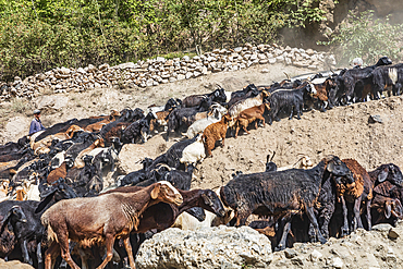 Mavzoley Rudaki, Sughd Province, Tajikistan. August 17, 2021. Shepherd moving goats in the Urech River valley. Editorial Use Only