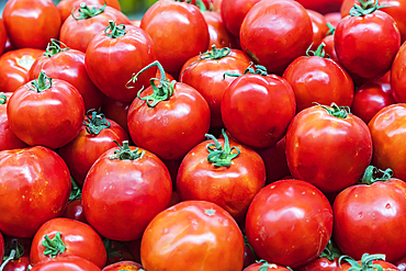 Khujand, Sughd Province, Tajikistan. Fresh tomatoes for sale at the Panjshanbe Bazaar in Khujand.