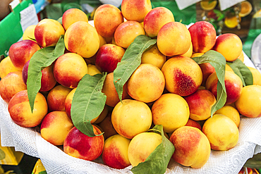 Khujand, Sughd Province, Tajikistan. Fresh nectarines for sale at the Panjshanbe Bazaar in Khujand.