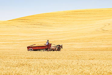 USA, Washington State, Whitman County. Palouse. September 6, 2021. Vintage horse drawn farm wagon during the wheat harvest.