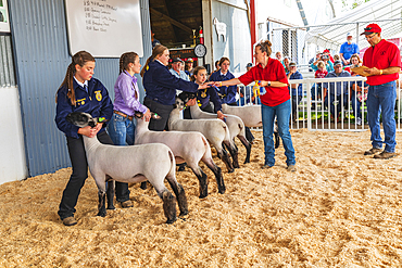 USA, Washington State, Whitman County. Palouse. Palouse Empire State Fair. Colfax. September 9, 2021. Awarding blue ribbons for sheep.