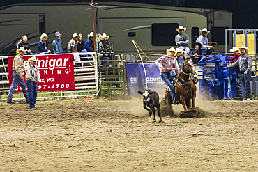 USA, Washington State, Whitman County. Palouse. Palouse Empire State Fair. Colfax. September 9, 2021. Calf roping at a country fair rodeo.