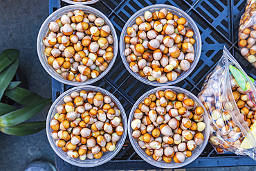 Chinatown, Manhattan, New York City, New York, USA. Ginko nuts for sale in Chinatown.