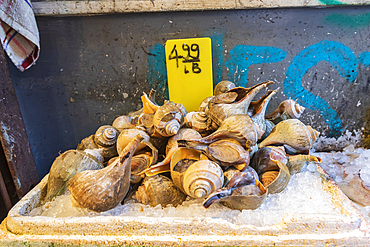 Chinatown, Manhattan, New York City, New York, USA. November 3, 2021. Conchs for sale in Chinatown.