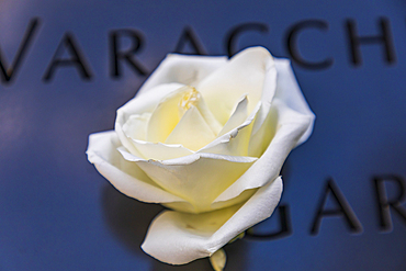 Manhattan, New York City, New York, USA. November 3, 2021. White rose at the 9/11 Memorial in Lower Manhattan.