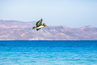 Playa El Tecolote, La Paz, Baja California Sur, Mexico. Brown Pelican over the Sea of Cortez.