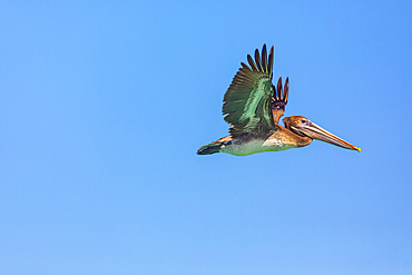 Playa El Tecolote, La Paz, Baja California Sur, Mexico. Brown Pelican over the Sea of Cortez.