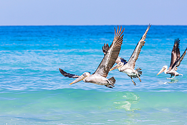 Playa El Tecolote, La Paz, Baja California Sur, Mexico. Brown Pelicans over the Sea of Cortez.