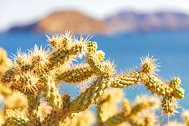 Playa el Burro, Mulege, Baja California Sur, Mexico. Cholla cactus in the desert on the Sea of Cortez.