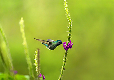 Hummingbird feeds from a rainforest flower, Costa Rica, Central America