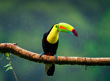 Toucan of rainforest; fantastic bird under heavy rain in Costa Rica