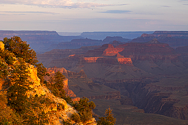 Golden light envelops the Grand Canyon during a summer sunrise, Tusayan, Arizona, United States of America, North America