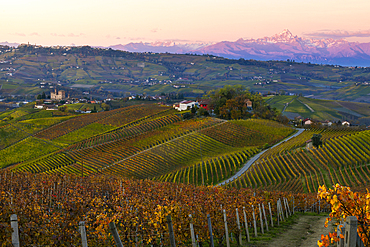 Grinzane Cavour and Monviso at sunrise during autumn, Cuneo, Langhe and Roero, Piedmont, Italy, Europe