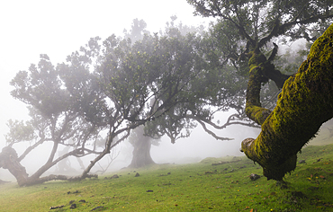 The beautiful view at Fanal Forest on a foggy spring day, Porto Moniz, Madeira, Portugal, Atlantic, Europe