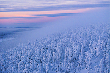 Aerial view of a forest completely covered in snow during a blue hour in Finnish Lapland, Finland, Europe